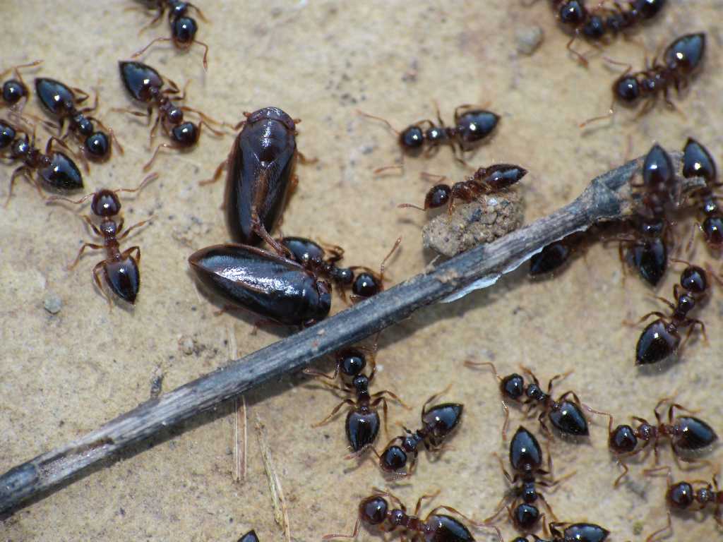 Tettigometridae presso formiche Crematogaster sordidula